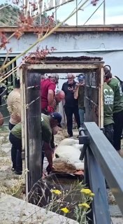 Животные из особняка Гагика Царукяна в Ереванском зоопарке